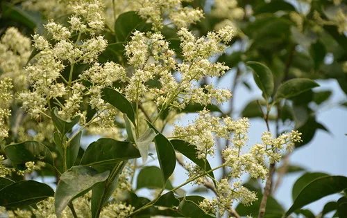 女贞树图片大全 女贞树能不能嫁接桂花