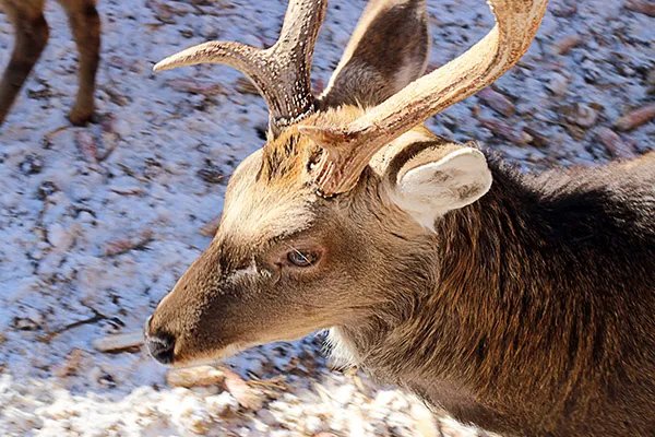 鹿角的功效与作用