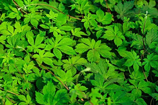 阴行草的功效与作用别名