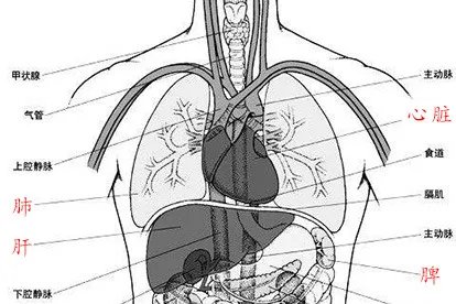 五脏六腑图片