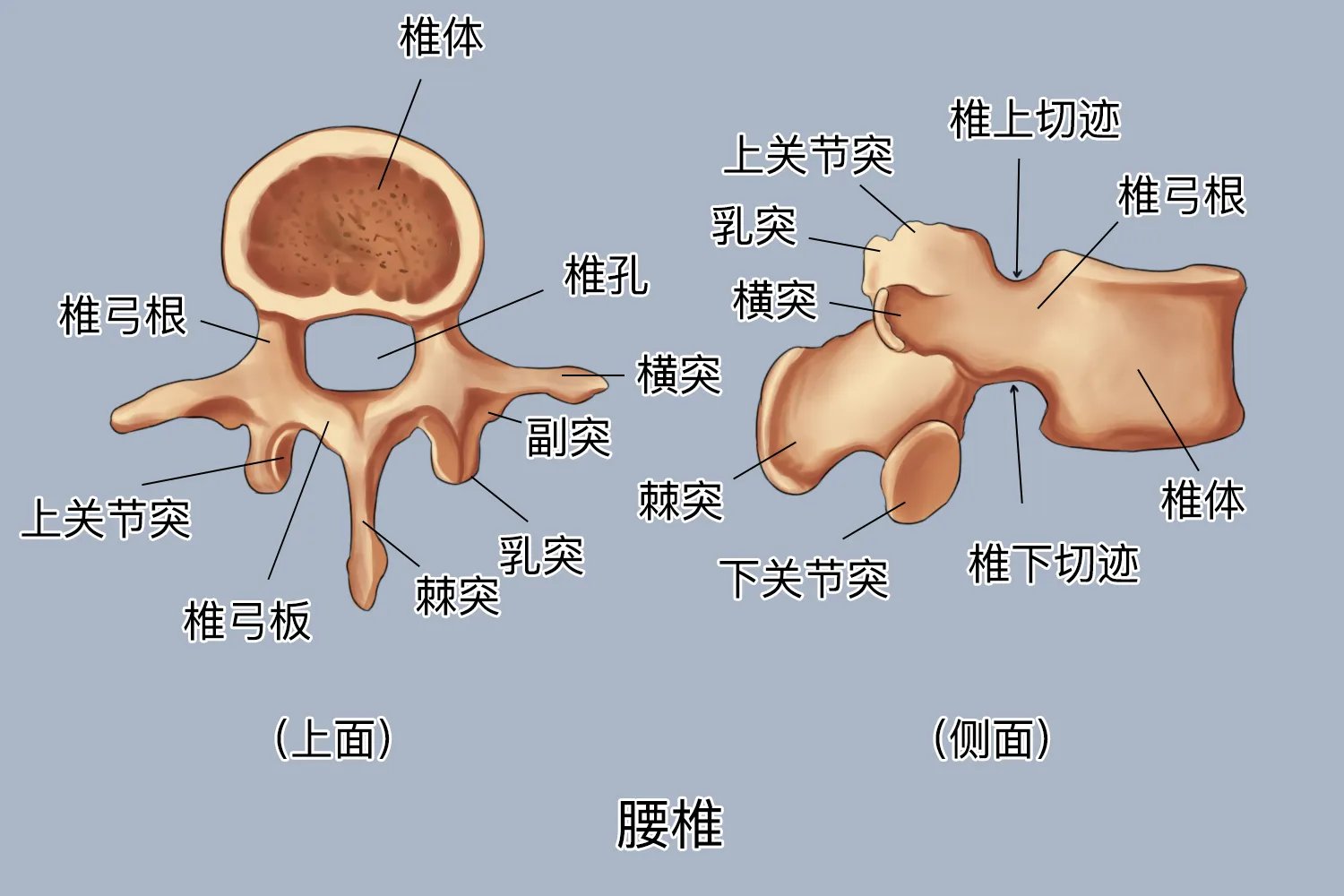 脊椎构造高清图解