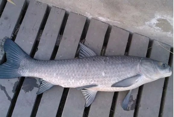 鱼的种类大全及名称 常见的鱼类有哪些