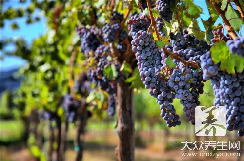 葡萄籽正确吃法