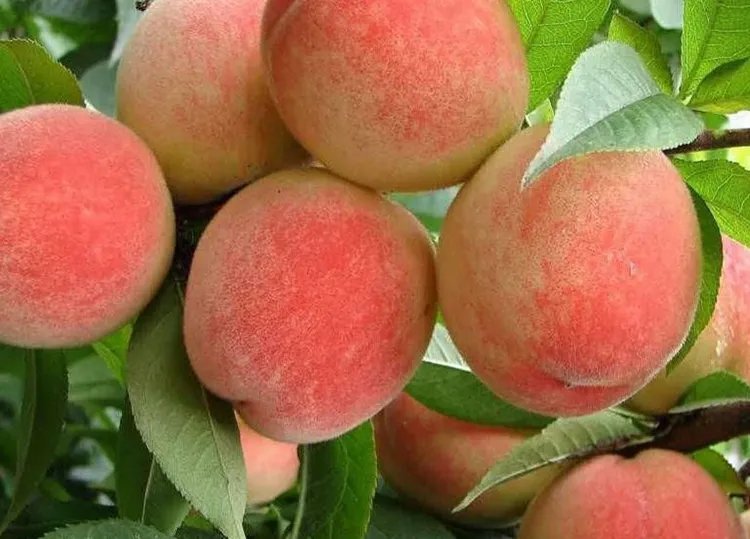 桃子的功效与作用