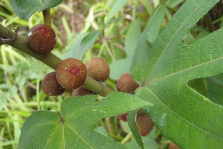 五指毛桃功效作用图片大全大图