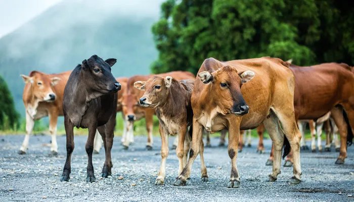 牛欢喜是什么意思 牛欢喜是什么意思啊