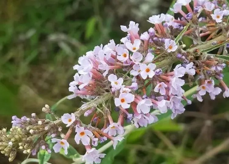 密蒙花的功效与作用