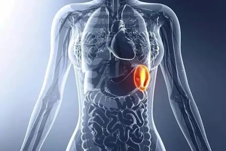 脾脏在人体的什么部位