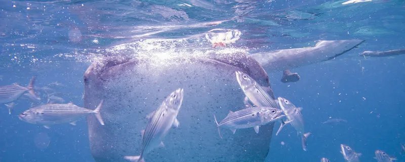 海里有什么动植物 海里的动植物有哪些