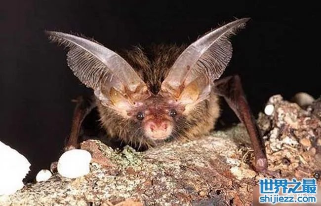 十大最恐怖蝙蝠图片 世界上最可怕的蝙蝠 