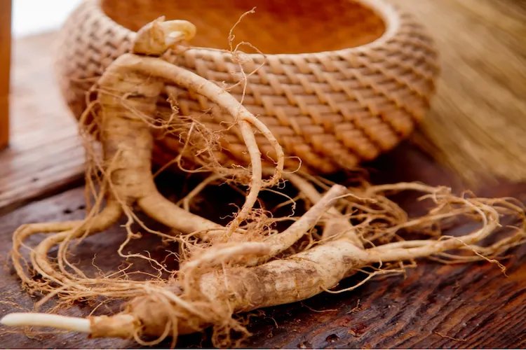 西洋参的图片大全