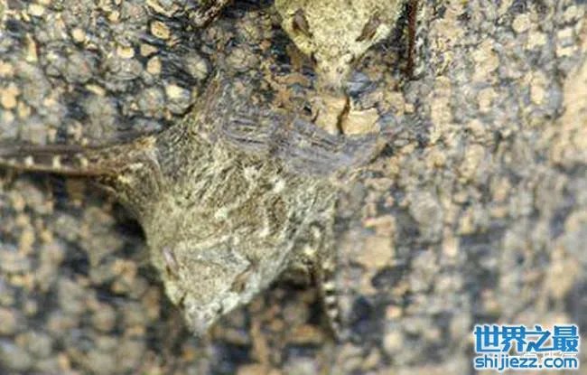 十大最恐怖蝙蝠图片 世界上最可怕的蝙蝠 