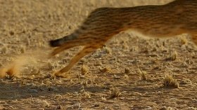 BBC新出的纪录片《大猫》能否超越高口碑《蓝色星球2》?