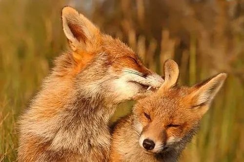 为什么动物夫妻没有感情不合的现象发生，而人却有？