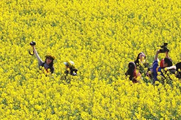 罗平油菜花节是几月初几