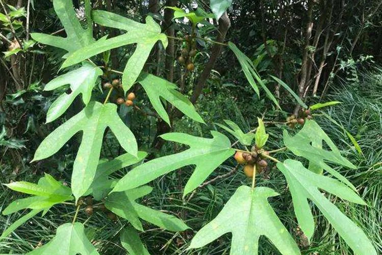 五指毛桃功效作用图片大全大图