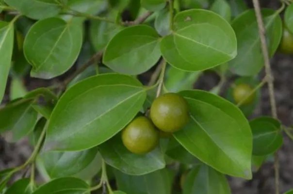 马钱子图片欣赏2018  马钱子的功效与作用揭秘