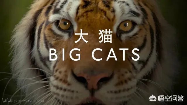 BBC新出的纪录片《大猫》能否超越高口碑《蓝色星球2》?