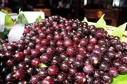 乌梅图片大全大图