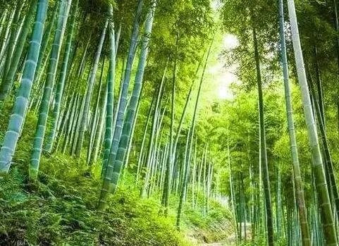 竹子的象征意义是什么 常见的竹子种类有哪些