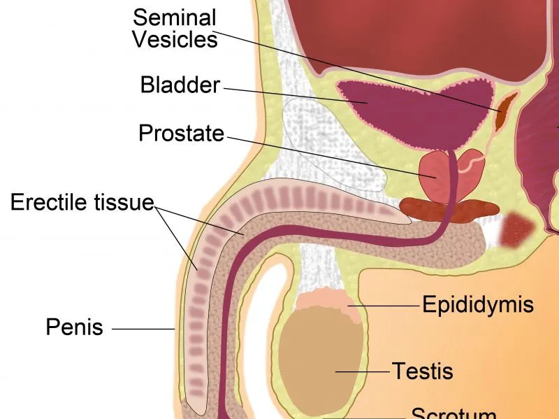 去势手术是什么