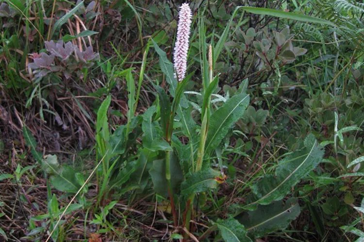 草血竭野生图片