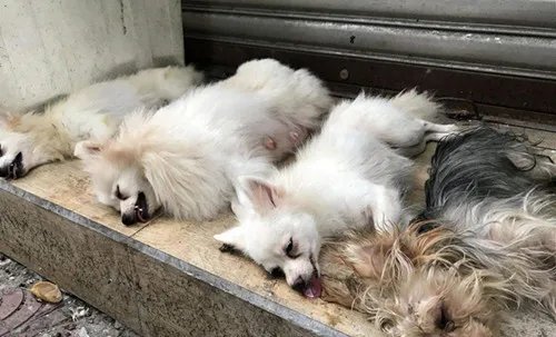 当街切除狗声带的主人已被抓   狗狗血流成河却无一人阻止