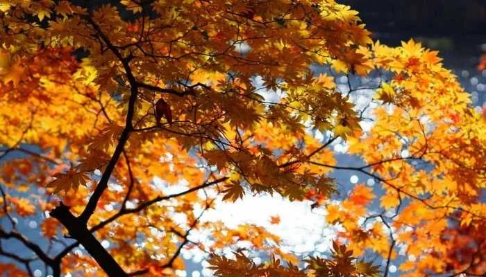 2023立秋时间几点几分 2023年立秋是什么时候