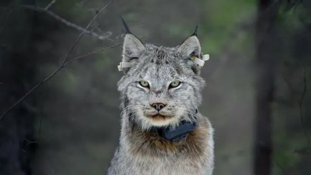 BBC新出的纪录片《大猫》能否超越高口碑《蓝色星球2》?