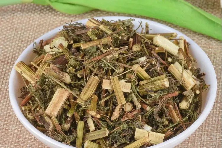 青蒿草图片大全