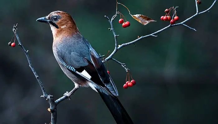 禽类有哪些 禽类是指