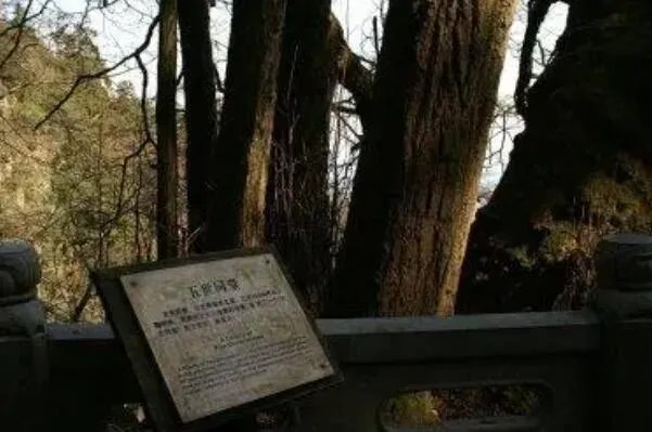 世界最古老的十棵树,中国上榜五棵,第一有1.3万年历史
