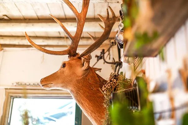 鹿角的功效与作用