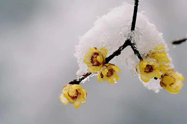 腊梅花的功效与作用