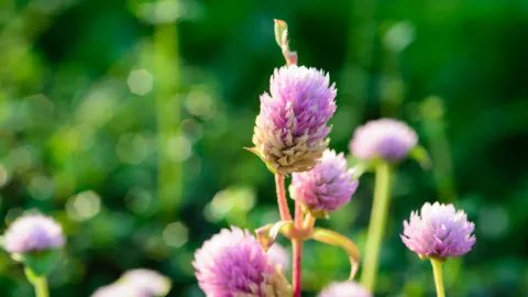 千日红的功效与作用