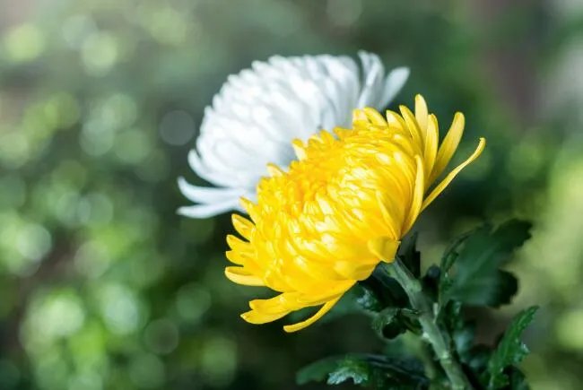 愿逝者安息的唯美句子 一路走好天堂安息句子