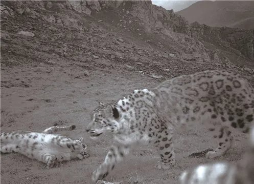 青海首次发现雪豹，最近还发现了哪些野生动物？