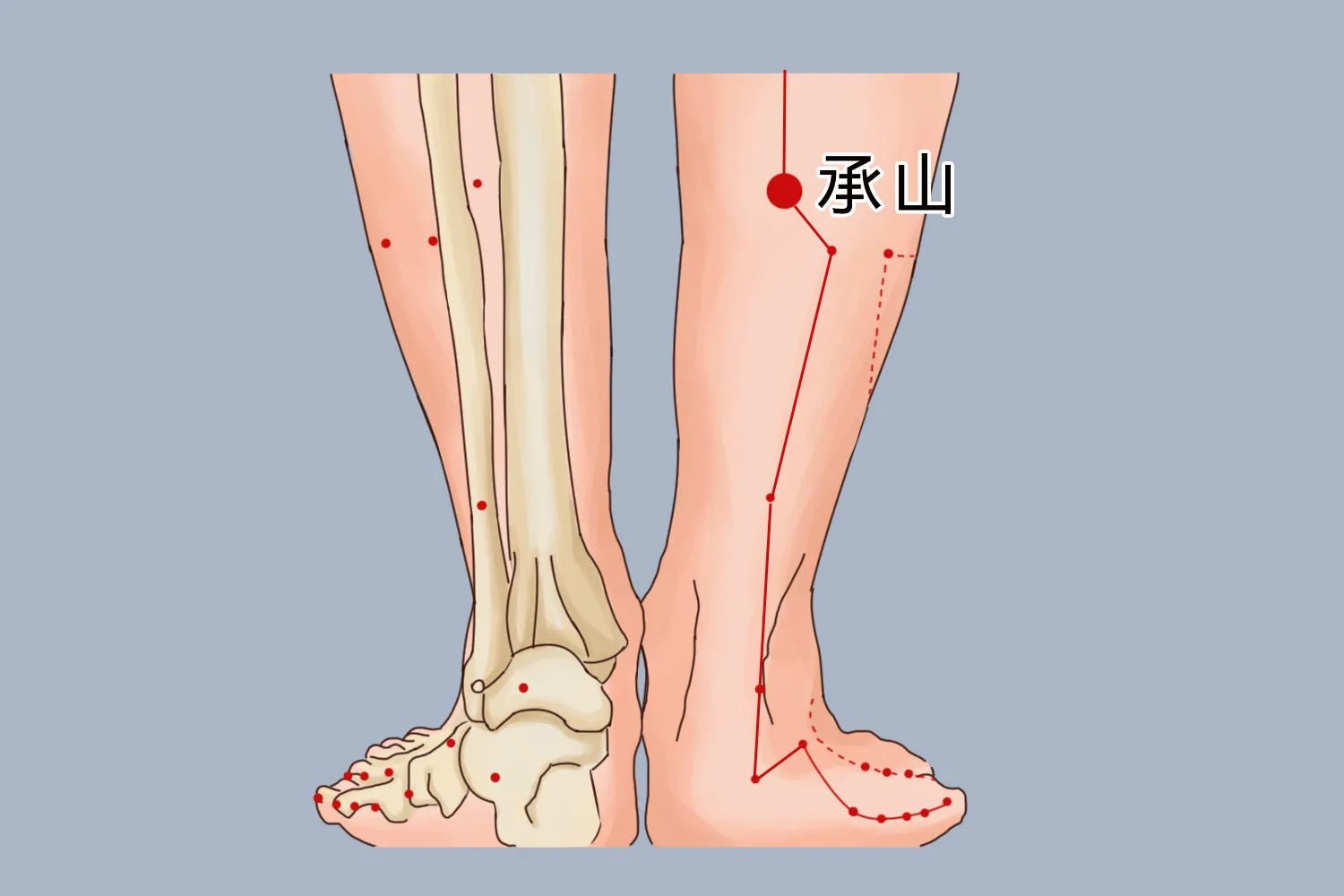腿部拔罐12个位置示意图