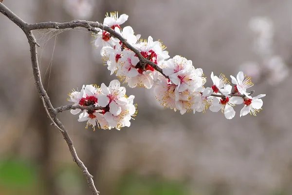 游园不值古诗译文