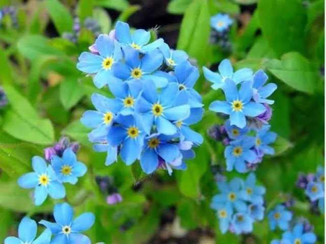 代表友情的花都有哪些 什么花代表友谊