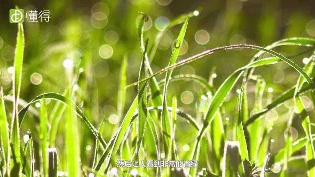 草色遥看近却无的意思是什么(图文)