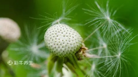 浦公英泡水有什么好处