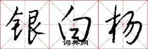 银白杨