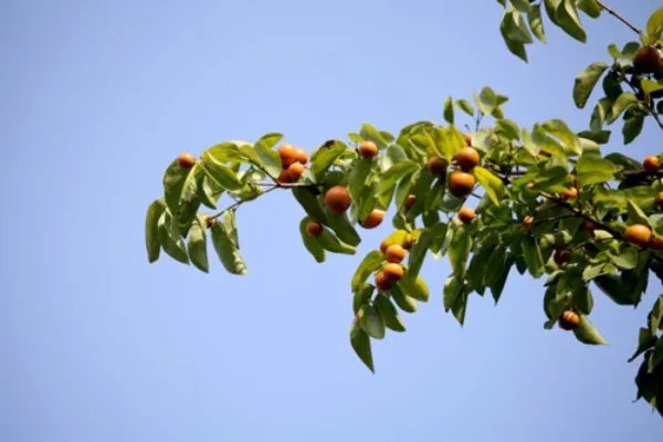 马钱子图片欣赏2018 马钱子的功效与作用揭秘