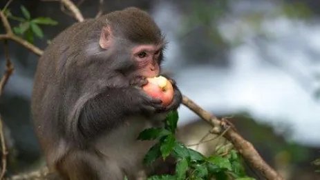 世界上最大的猴子是什么猴