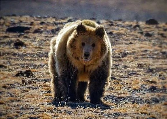 青海首次发现雪豹，最近还发现了哪些野生动物？