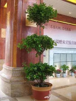 摇钱树图片这种植物叫什么？怎样养殖？