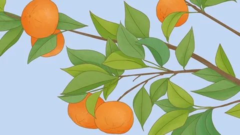 橘子上火还是降火