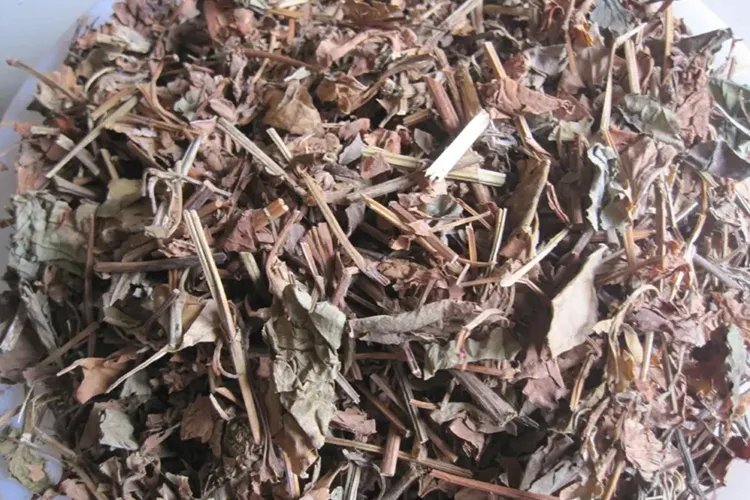 鱼腥草长什么样图片