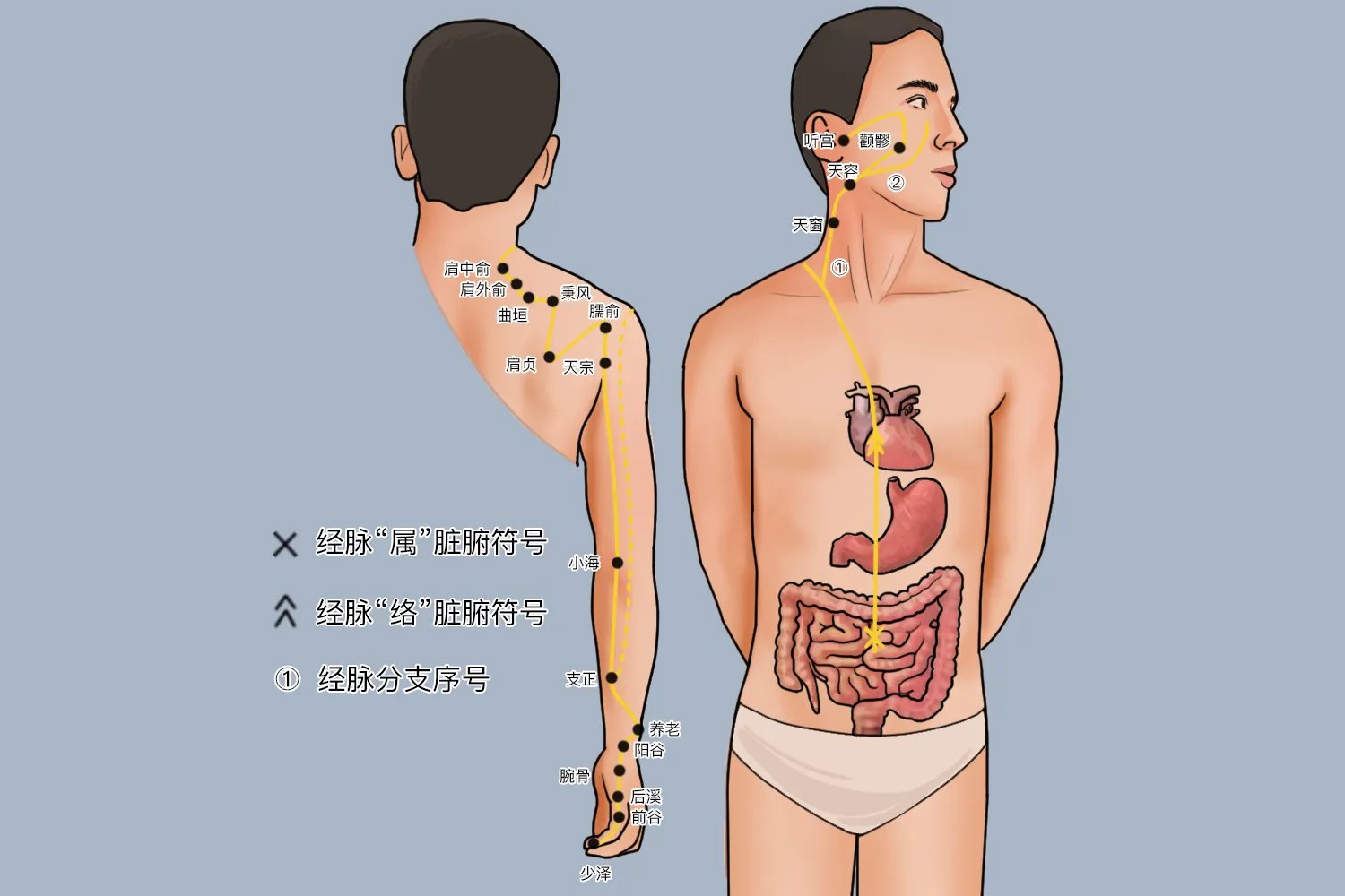 手背三条经络图片